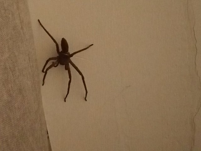 spider3.JPG