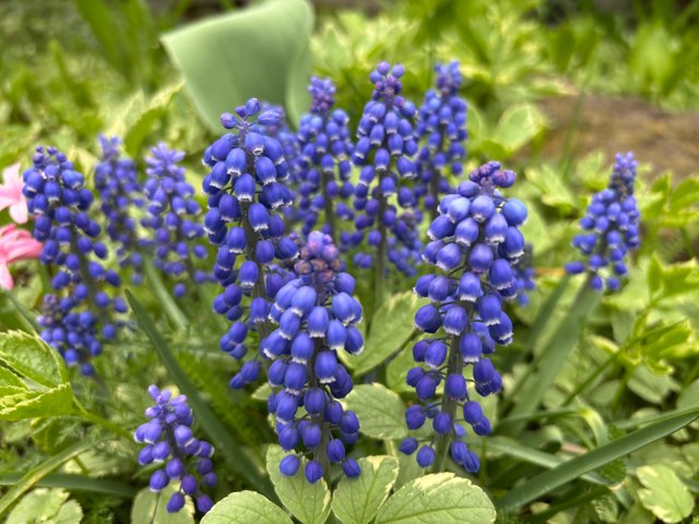 IMG_2829.jpeg