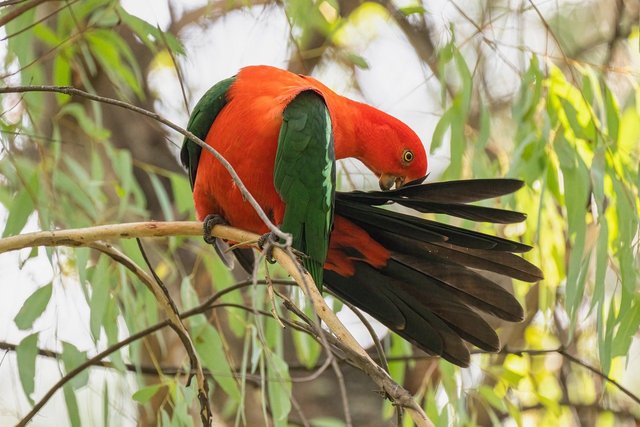 australian-king-parrot-7954026_1280.jpg