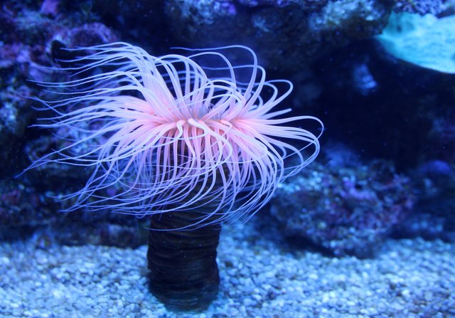 anemone-animal-anthozoa-532987.jpg