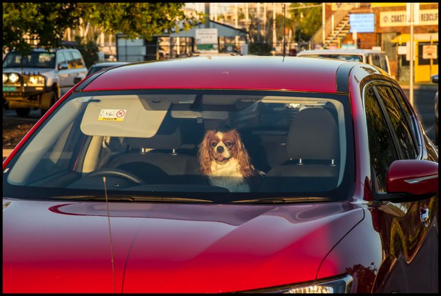 Hund-in-Auto_by_John_CC_BY-SA_2-0_40185243540_784b636f51_o.jpg