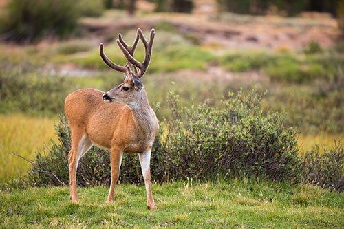 mule-deer-in-meadow.jpg