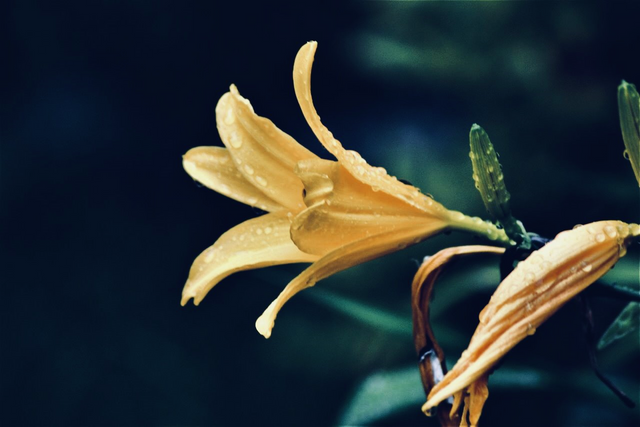 flor amarilla (2).png