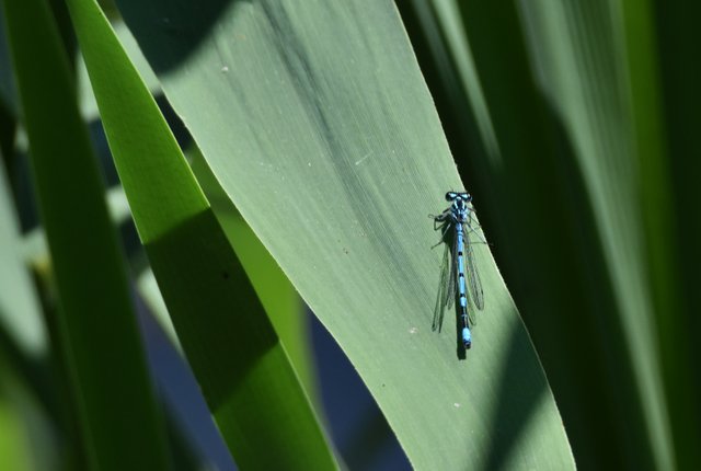 Variable damselfly blue 3.jpg