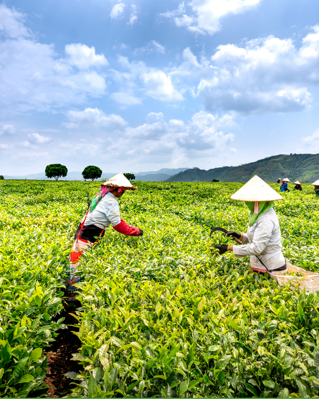 Green Cream Modern Agriculture Service Instagram Post.png