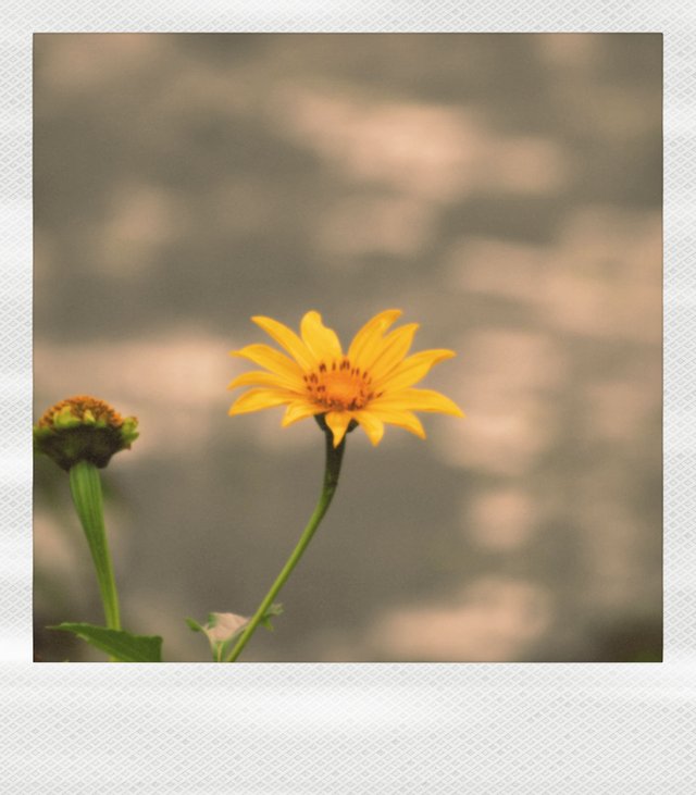 Polaroid  flor.jpg