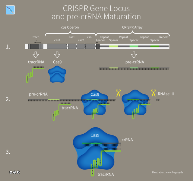 640px-13_Hegasy_CRISPR_pre_crRNA_Wiki_E_CCBYSA.png