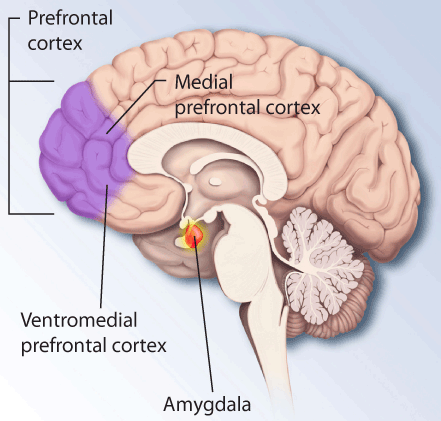 prefrontal cortex.png