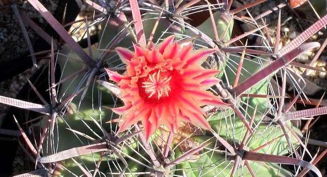 050517-cactus-flower-1.JPG