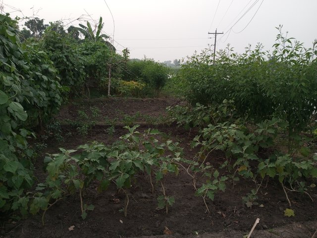 IMG_20241123_172411_830.jpg