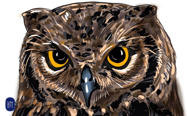 owl face(356).jpg
