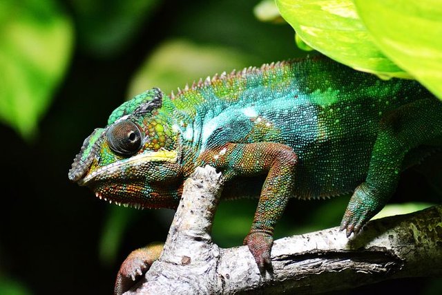 chameleon-318649__480.jpg