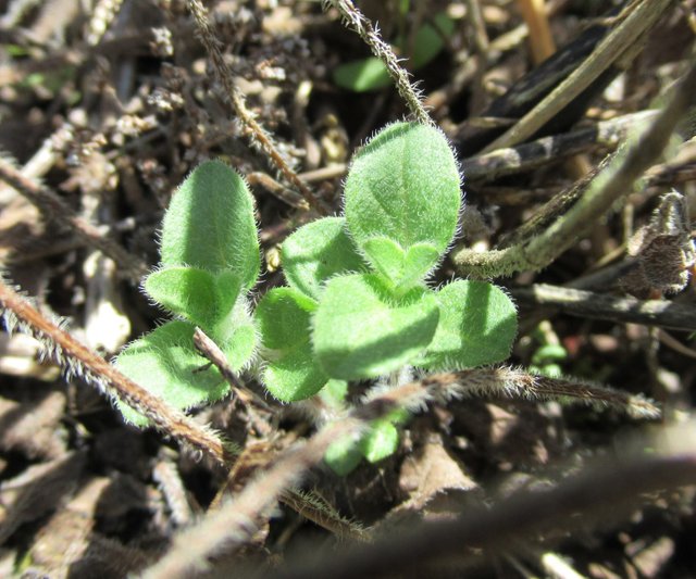 oreganocloseup.jpg