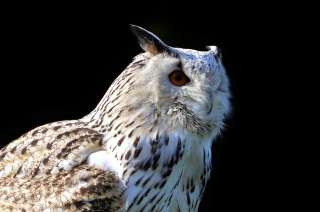 barn-owl-3632277_1920.jpg