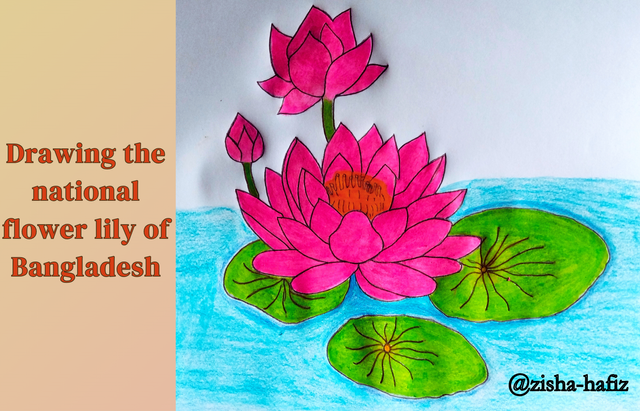 Drawing the national flower lily of  Bangladesh by @zisha-hafiz.png