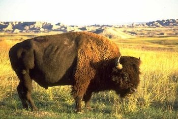 bison-1-3808.jpg