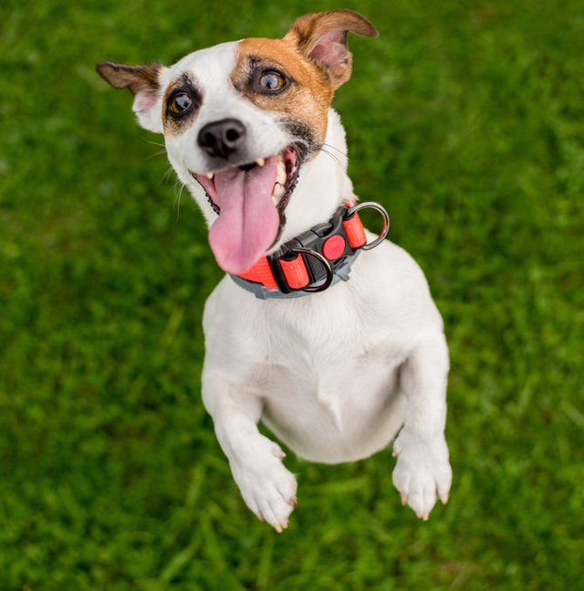 excited-jack-russell-668x675.jpg