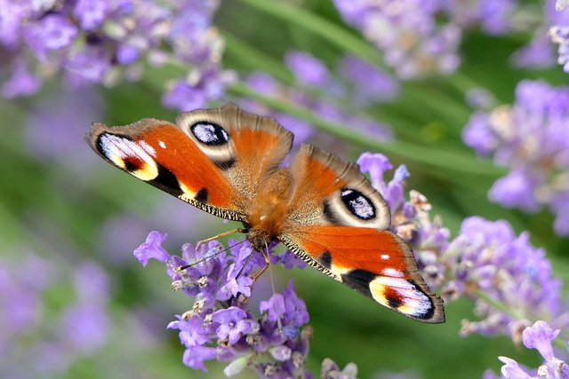 peacock-butterfly-3482707_1280.jpg