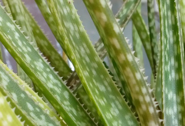 Aloe Albiflora-70 (2).jpg