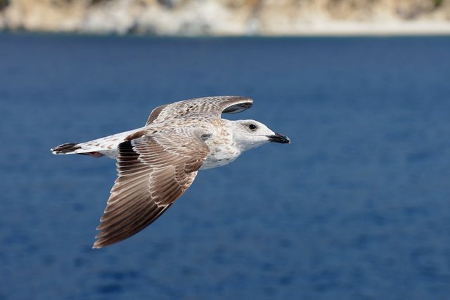 European-Herring-Gull.jpg