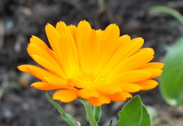 1008-Calendula.jpg