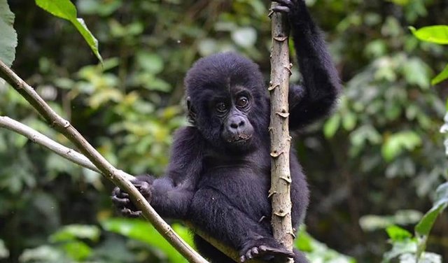 Best Time to Go for Rwanda Tours of Gorillas and Chimps.jpg