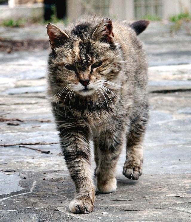 800px-Feral_cat_Virginia_crop.jpg