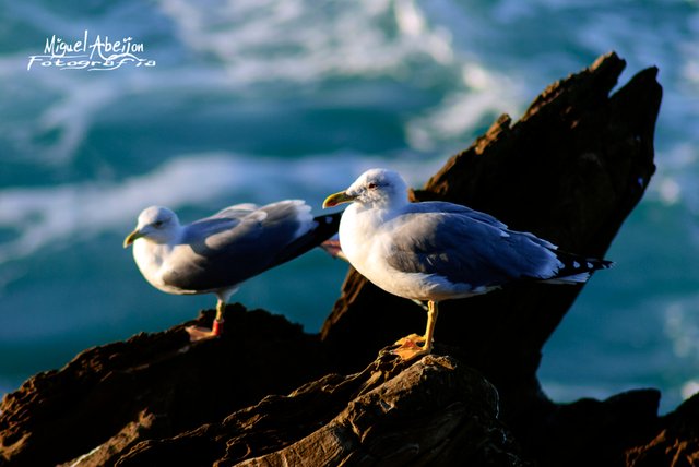 Gaviotas.jpg