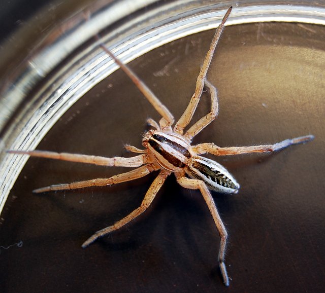 wolf-spider-591088.jpg