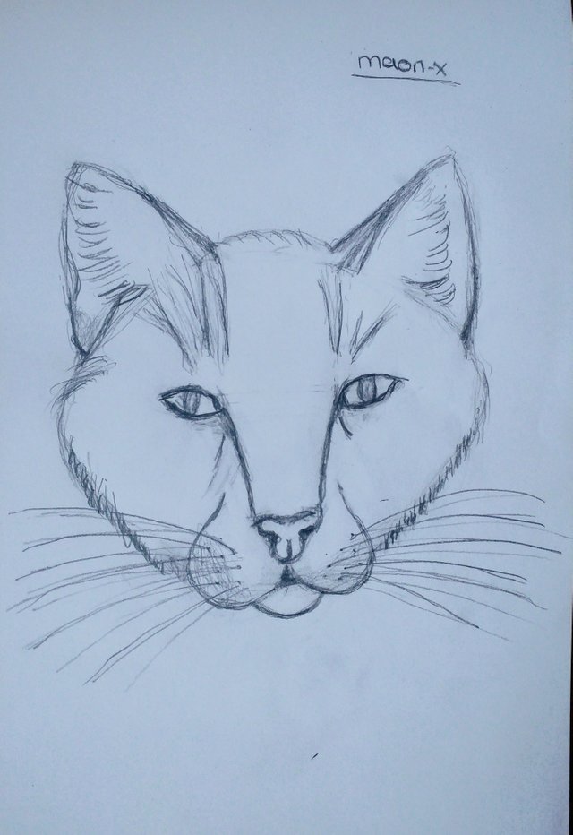 Kedi Yüzü Çizimi