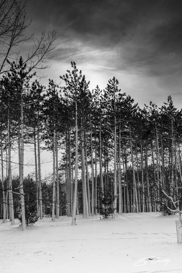 Arboretum_s-00971-Pine Hill White washed_B&W.jpg