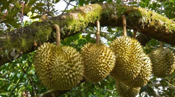 cara-menyetek-durian.jpg