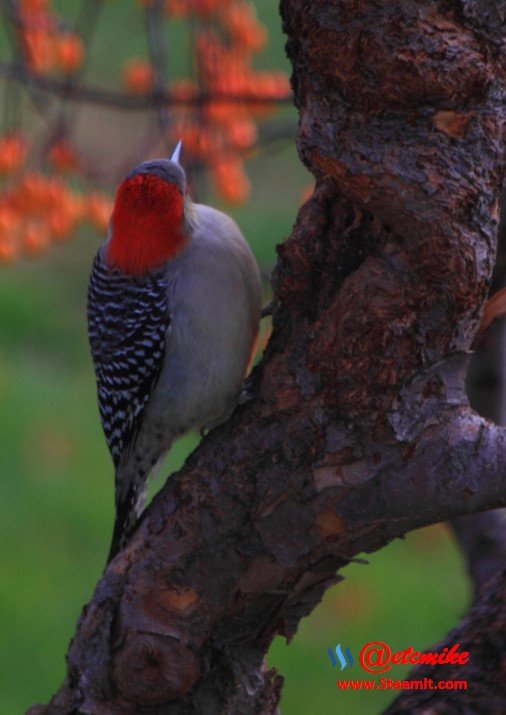 Red-bellied Woodpecker PFW016.jpg