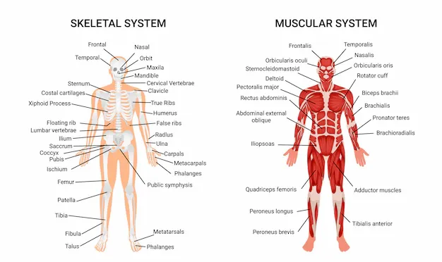 human-muscular-skeletal-systems-informative-poster_1284-23424 (1).webp