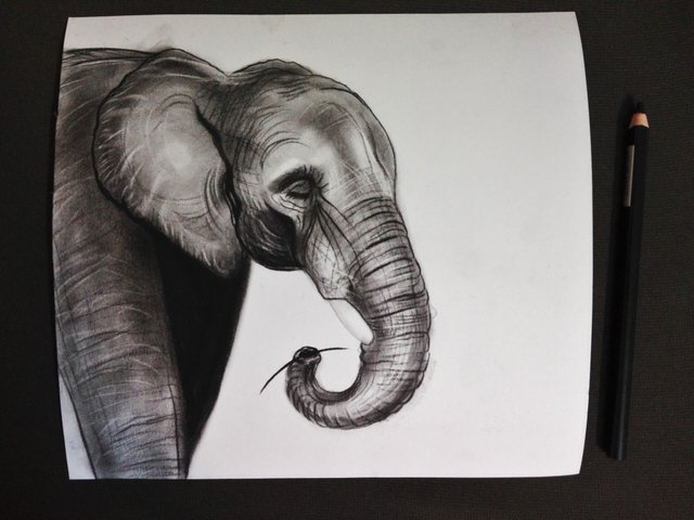 Elephant(368).jpg