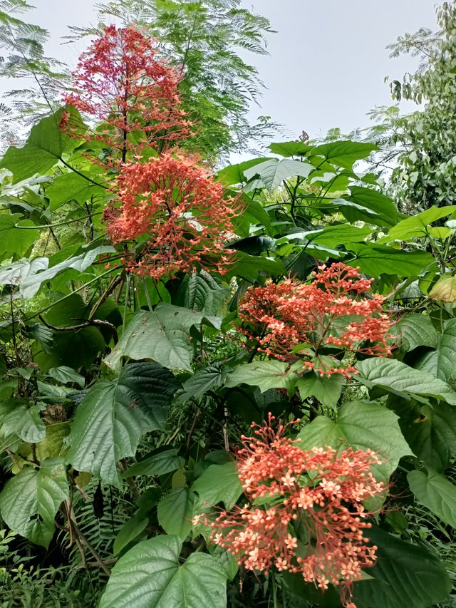 9 Clerodendrum paniculatum L 4.jpg