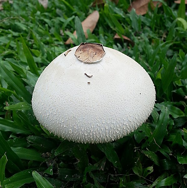 White Mushroom01.jpg