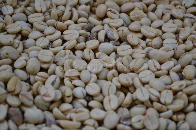 coffee-plant-genus-coffea-family-rubiaceen-pictures-taken-ooty-tamilnadu-india-coffee-plant-coffee-fruit-169850661 (2).jpg