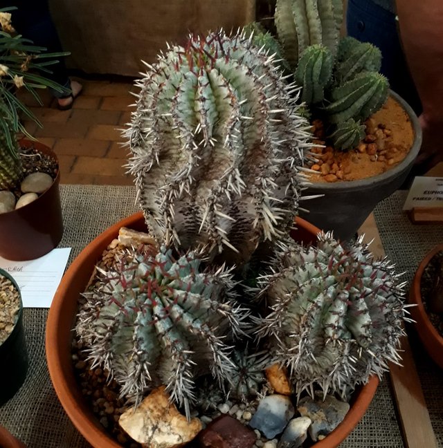 euphorbia horrida.jpg