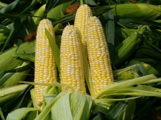 fresh-sweet-corn.jpg.cf.jpg