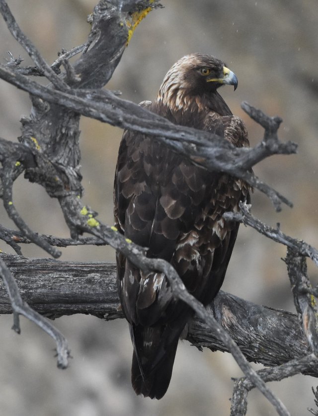 GOEA_9820 2019-03-24 Gorge Rd., Chelan.JPG