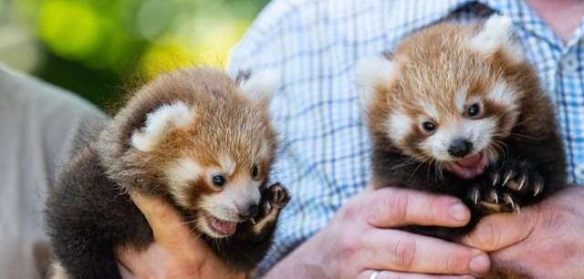 Nachwuchs-bei-den-Kleinen-Pandas.jpg