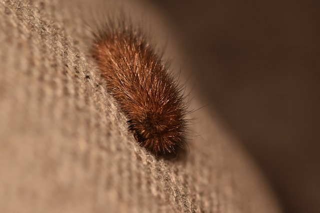 caterpillar hairy 1.jpg