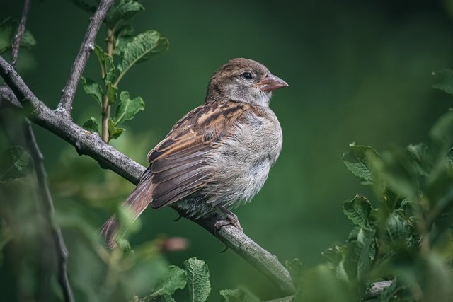 sparrow-6519384_1280.jpg