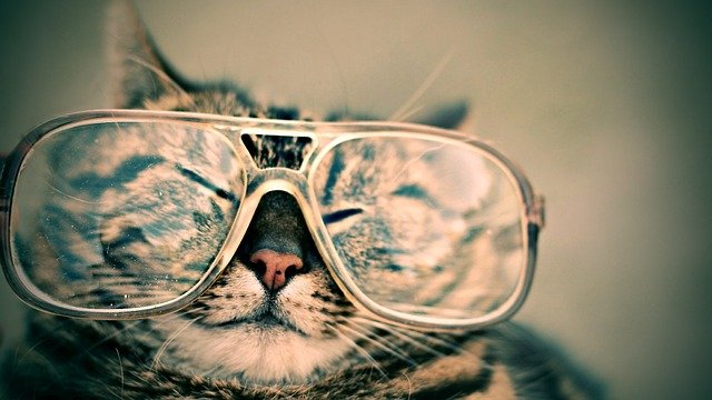 cat-984097_640.jpg