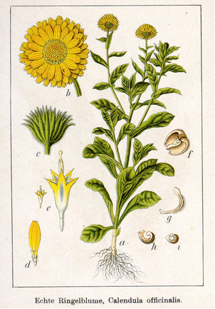 CALENDULA.png