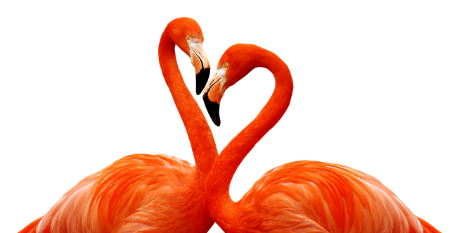 flamingo-3368587_1920.png