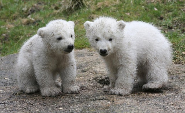 1152068966-eisbaeren-babys-hellabrunn-Rsf9.jpg