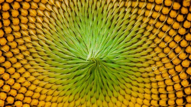 cc_sunflower_16x9.jpg