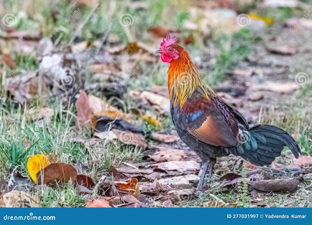 wild-cock-resting-jungle-277031997.jpg